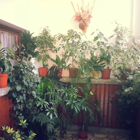 Vylchev Homestay *
